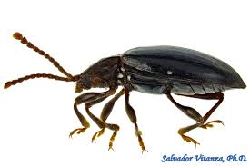 Attēlu rezultāti vaicājumam “Endomychidae”