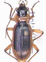 Attēlu rezultāti vaicājumam “Nebria livida”