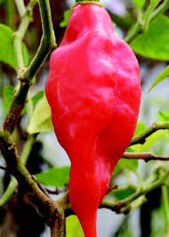 Afbeeldingsresultaat voor paper lantern hot pepper