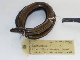 Attēlu rezultāti vaicājumam “Anguis fragilis”