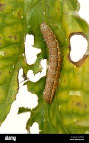 Attēlu rezultāti vaicājumam “Lacanobia oleracea”