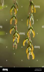 Attēlu rezultāti vaicājumam “Acer negundo fruit”