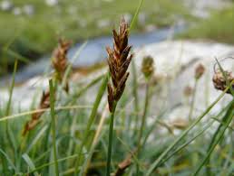 Attēlu rezultāti vaicājumam “Blysmus compressus fruit”