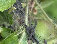 Attēlu rezultāti vaicājumam “Yponomeuta malinellus / cagnagella”