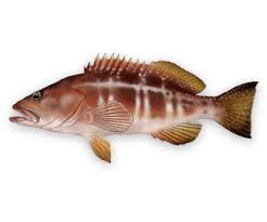 Image result for Serranus atricauda