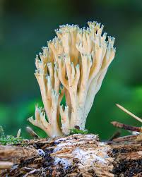 Attēlu rezultāti vaicājumam “Corticium roseum”