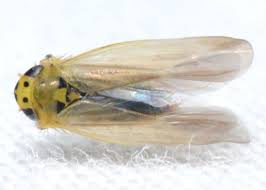 Attēlu rezultāti vaicājumam “Macrosteles sp. imago”