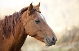 Afbeeldingsresultaat voor paarden