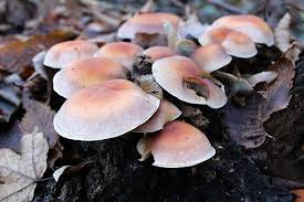 Attēlu rezultāti vaicājumam “Hypholoma lateritium”
