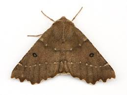 Attēlu rezultāti vaicājumam “Odontopera bidentata”