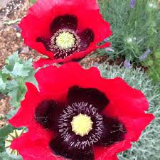 Image result for Papaver rhoeas 'Shirley'