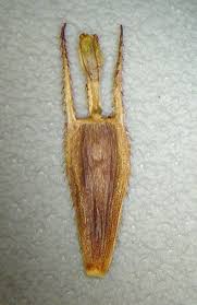 Attēlu rezultāti vaicājumam “Bidens tripartita fruit”