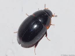 Attēlu rezultāti vaicājumam “Hydrophilidae”