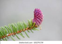 Attēlu rezultāti vaicājumam “Picea abies female flower”