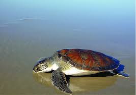 Image result for Chelonia mydas