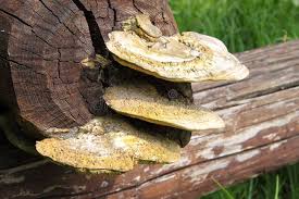 Attēlu rezultāti vaicājumam “Polyporus squamosus”