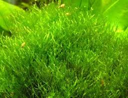 Attēlu rezultāti vaicājumam “Riccia rhenana”