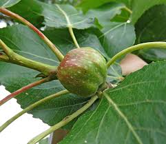 Attēlu rezultāti vaicājumam “Pemphigus borealis”
