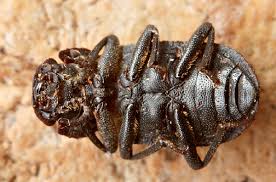 Attēlu rezultāti vaicājumam “Bolitophagus reticulatus”