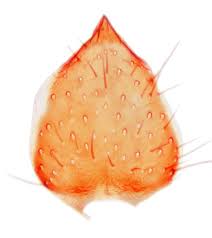 Attēlu rezultāti vaicājumam “Phronia sp.”