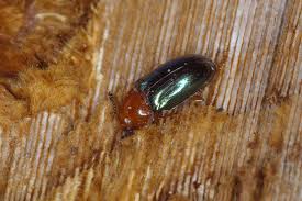 Attēlu rezultāti vaicājumam “Triplax aenea”