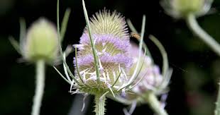 Attēlu rezultāti vaicājumam “Dipsacus fullonum flower”