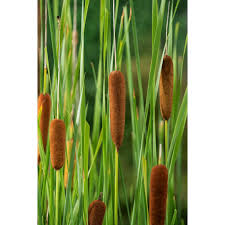 Image result for Rohrkolben