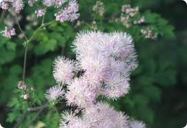 Attēlu rezultāti vaicājumam “Thalictrum aquilegifolium leaf”