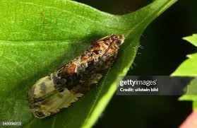 Attēlu rezultāti vaicājumam “Retinia resinella pupa”