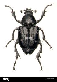 Attēlu rezultāti vaicājumam “Gnorimus variabilis”