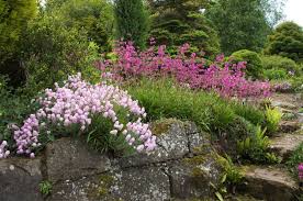 Image result for Pechnelke