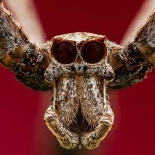 Attēlu rezultāti vaicājumam “Dianema nivale macro”