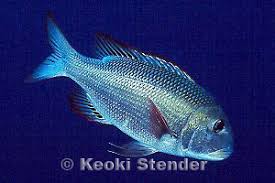 Image result for Monotaxis grandoculis