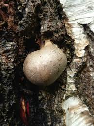 Attēlu rezultāti vaicājumam “Lycogala flavofuscum sessile”