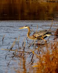 Image result for Cleves United