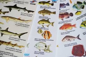 Image result for Petrus rupestris