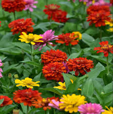 Image result for Zinnia violacea