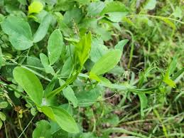 Attēlu rezultāti vaicājumam “Lathyrus latifolius leaf”