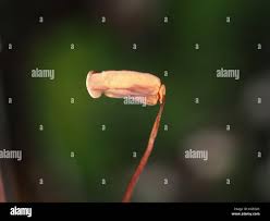 Attēlu rezultāti vaicājumam “Polytrichum piliferum sporophyte”