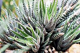 Image result for Haworthia mix