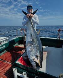 Image result for giant tuna
