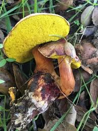 Attēlu rezultāti vaicājumam “Flaviporus citrinellus”