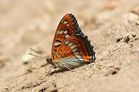 Attēlu rezultāti vaicājumam “Limenitis populi underside”