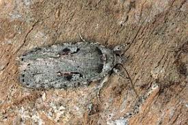 Attēlu rezultāti vaicājumam “Agonopterix ocellana”