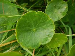 Attēlu rezultāti vaicājumam “Hydrocotyle vulgaris”