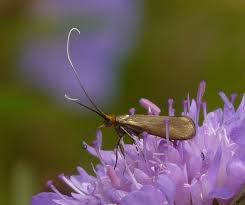 Attēlu rezultāti vaicājumam “Nemophora metallica”