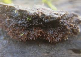 Attēlu rezultāti vaicājumam “Gloiodon strigosus”