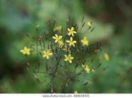 Attēlu rezultāti vaicājumam “Mycelis muralis flower”