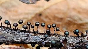 Attēlu rezultāti vaicājumam “Physarum viride var. incanum macro”