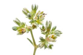 Attēlu rezultāti vaicājumam “Scleranthus perennis bud”